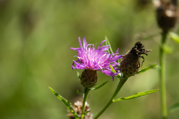 Fototapeta premium Knapweed Flowers in Bloom in Summer