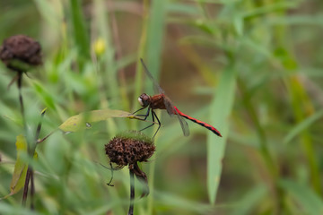 Meadowhawk Dragonfly on Leaf in Summer
