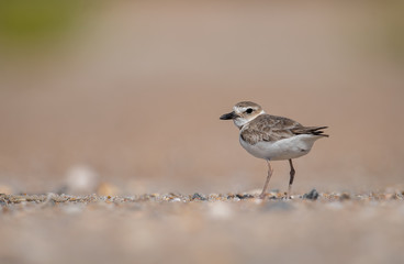 Wilson's Plover