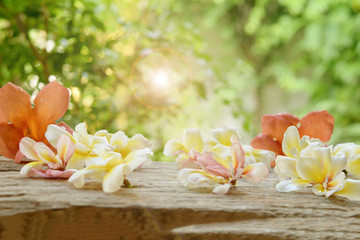 Frangipani flowers on the wooden