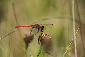 Meadowhawk Dragonfly on Knapweed Fruit in Summer