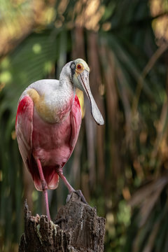 Roseate Spoonbill In Florida 