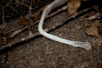 Leather that snakes molt in the garden.
