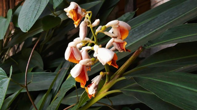  The flowers of Bustard cardamom