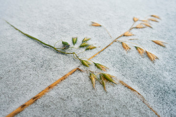 Yellow and green oats on surface of snow or rime frost