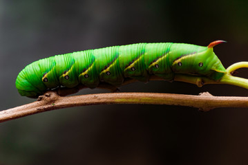Beautiful green caterpillar