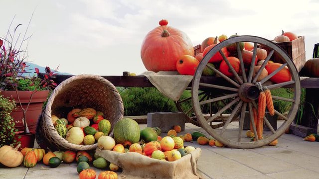 Autumn Halloween, Ancient wagon with Pumpkins. Ripe autumn vegetables in a old wooden cart. . Sensation in Fuji Kawaguchiko, Japan.