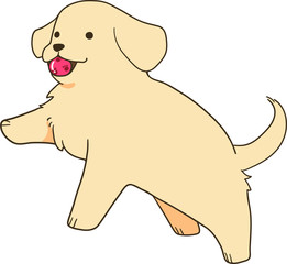 ゴールデンレトリバーの子犬（ボール遊び）