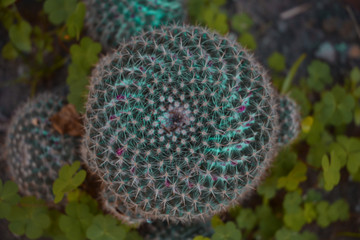 Fibonacci Cactus