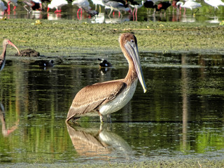 beautiful funny brown swamp pelican