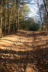 Beams of Light on the Forest Path Warm sunlight cuts through the trees on a beautiful autumn day lighting the journey. Fall foliage on the ground.