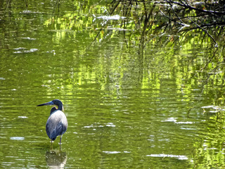Egretta caerulea - little blue heron