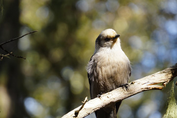 A lovely Canada Jay sits happily on a forest tree branch in the mountains around Santa Fe