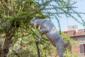 A goat standing on a wall, eating leaves from a tree in Jaipur, India.