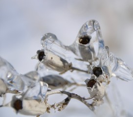 Ice flower