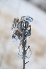 ice flower