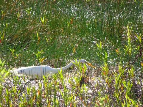 great white egret in swamp
