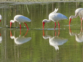 flock of white ibis in the Florda swamp