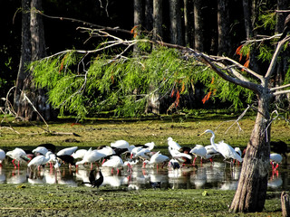 flock of white ibis in the Florda swamp