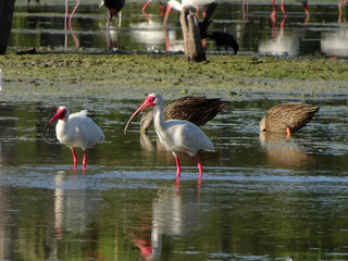 flock of white ibis in the Florda swamp