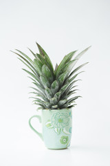 Pineapple leaves in the ceramic cup