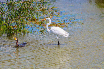 Egret and cormorant swimming in swamp