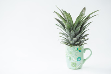 Pineapple leaves in the ceramic cup