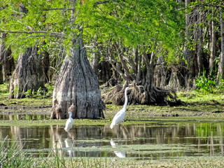 swamp scene with cypress tree