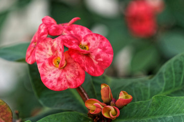 crown of thorns - Euphorbia milii pink flowers