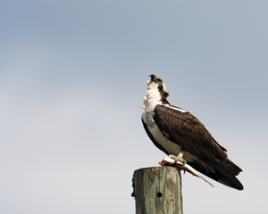 An Osprey perched with a fish.