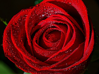 Close up of rose petals rose macro