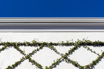 Green vines resembling Christmas holly are trained to grow on a wire frame on a wall, and will create an elegant diamond background pattern when finished.