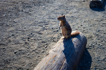 Squirrel on wood