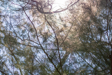 Looking up sunlight through Australian pine tree leaves in the morning.