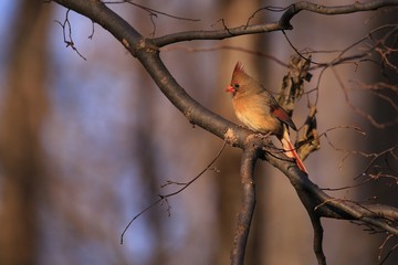 Northern Cardinal Female