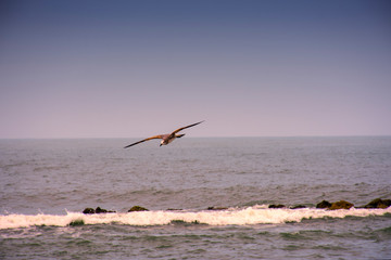 seagull on the beach