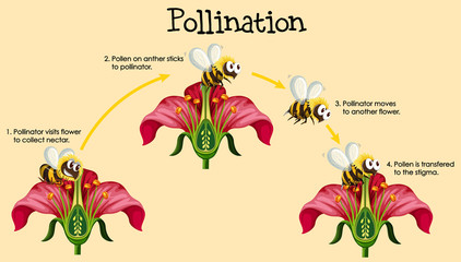 Diagram showing pollination with bee and flowers - obrazy, fototapety, plakaty