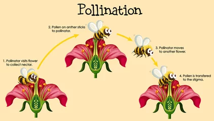 Fotobehang Diagram showing pollination with bee and flowers © blueringmedia