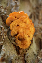 fungus