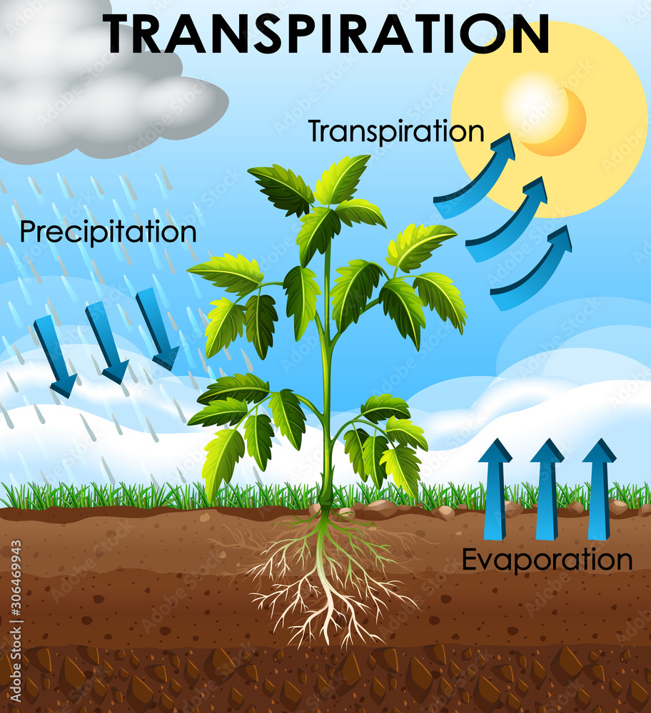 Wall mural diagram showing transpiration of plant