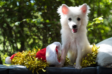Young Japanese Spitz