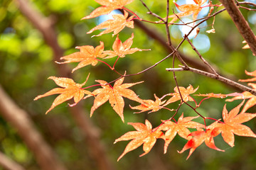 Autumn leaf colors of maple trees in Japan