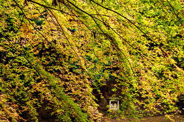 Autumn leaf colors of maple trees in Japan
