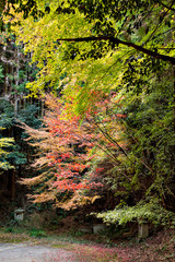 Autumn leaf colors of maple trees in Japan