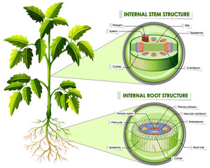 Diagram showing stem and root structure