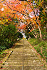 Fototapeta na wymiar View of Okusan-ji temple in Japan in autumn season