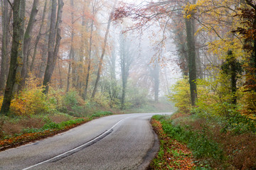 Obraz premium beautiful foggy forest in autumn