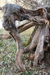 Tree roots