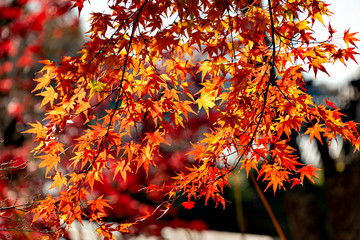 Autumn leaf colors of maple trees in Japan