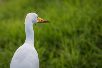 Egret and Ghekko